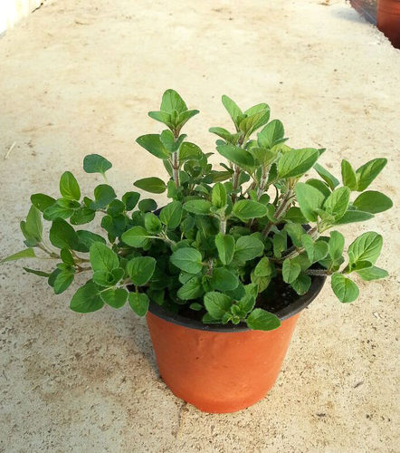 绿植希腊比萨厨房调味奥勒冈香草