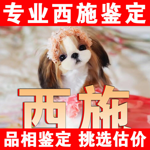 【西施鉴定】24H鉴定1V1●不卖狗