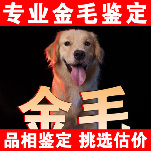 【金毛鉴定】24H鉴定1V1●不卖狗