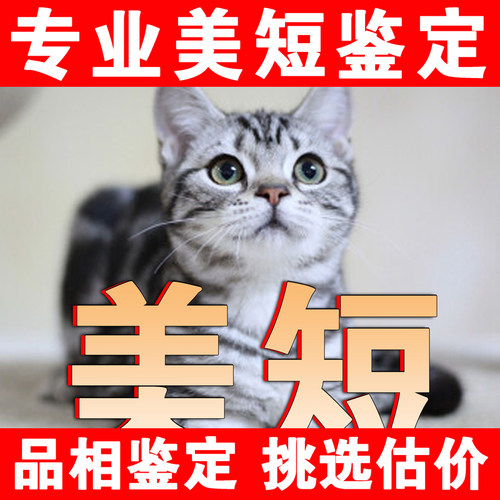 【美短鉴定】24H鉴定1V1●不卖猫