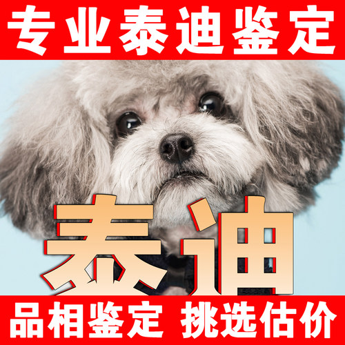 【泰迪鉴定】24H鉴定1V1●不卖狗
