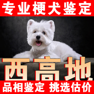 西高地犬狗品相鉴定宠物品种鉴别挑选刚毛软毛西高地白梗品相鉴定