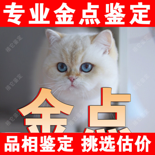 【金点鉴定】24H鉴定1V1●不卖猫
