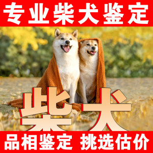 柴犬狗品相鉴定估价豆柴鉴定师鉴别柴犬黑柴白柴小体柴犬标体鉴定