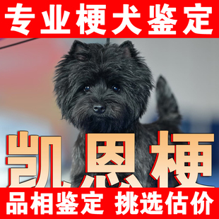 凯恩梗鉴定狗狗鉴定品相估价凯恩梗犬鉴定品种鉴狗品种凯恩梗估价