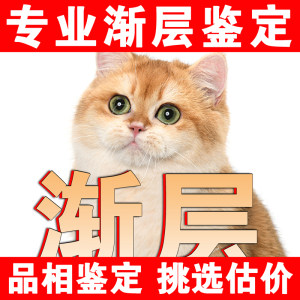 金渐层鉴定蓝金鉴定猫估价鉴别猫鉴定金渐层幼崽活体鉴定猫粮零食
