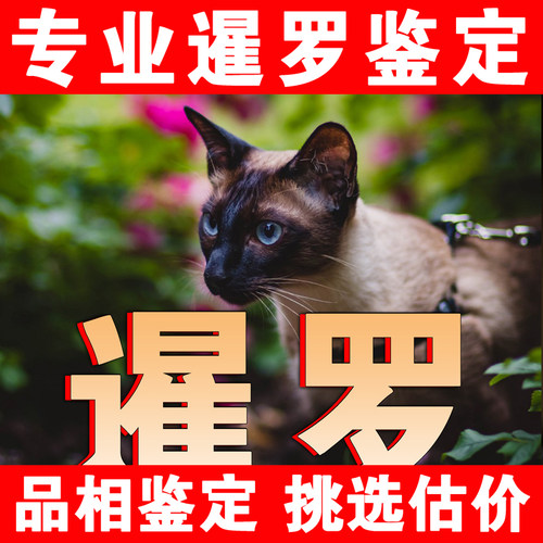 【暹罗鉴定】24H鉴定1V1●不卖猫