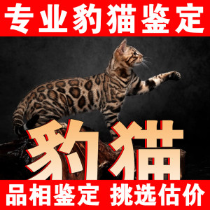 豹猫品相鉴定估价猫品相宠物鉴定师鉴别猫金豹银豹雪豹孟加拉豹猫