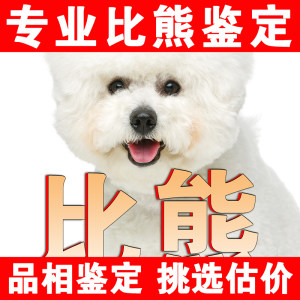 比熊泰迪熊狗鉴定师宠物品种品相鉴定韩版小体超小体比熊鉴定品相