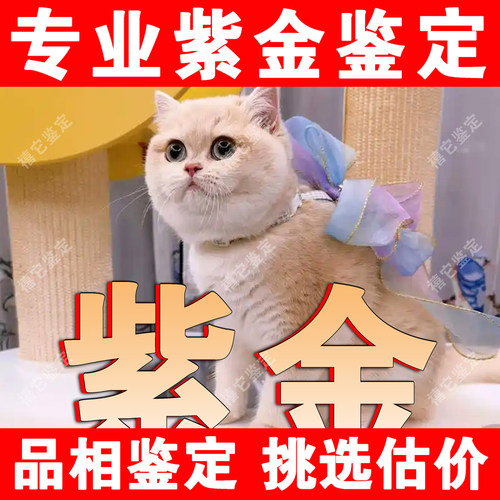 【紫金鉴定】24H鉴定1V1●不卖猫