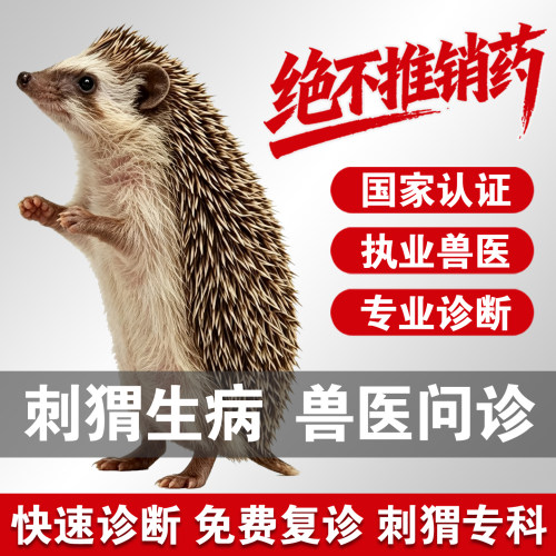 宠物医生在线问诊24小时刺猬问诊看病找异宠医生刺猬问诊刺猬诊断