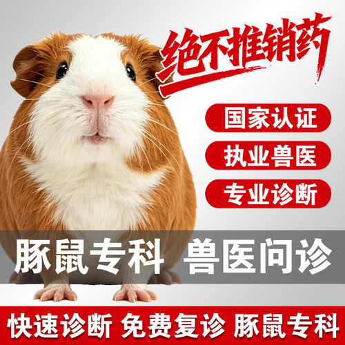 宠物医生在线问诊24小时荷兰猪问诊看病找异宠医生豚鼠问诊荷兰猪