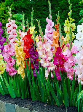 剑兰种球多年花卉盆栽十三太保唐菖蒲四季庭院室外易种植物球根