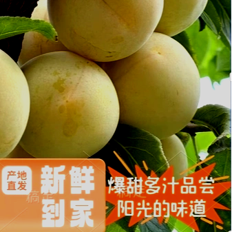 四川汉源桃花李新鲜水果当季现摘现发孕妇水果整箱5斤精品大果