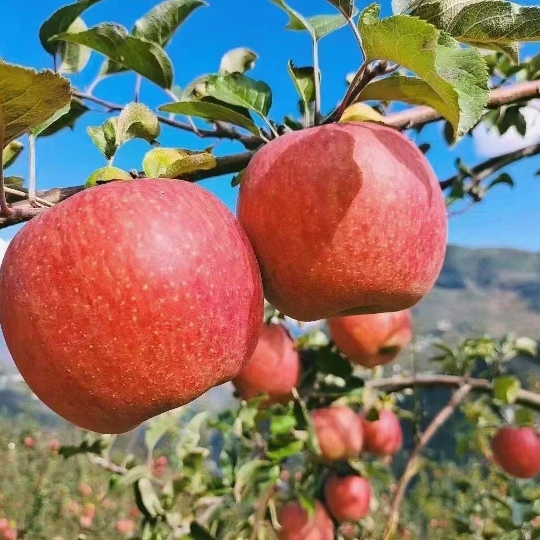 四川汉源高山丑苹果糖心苹果红富士新鲜应季水果整箱包邮到家,水产肉类/新鲜蔬果/熟食,苹果,淘宝优惠券,粉丝福利购,淘宝优惠卷