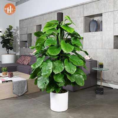 厂销客厅大颗好养大叶绿萝柱室内大型绿箩吸甲醛大绿萝树植物