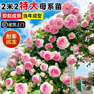 爬藤月季四季开特大花藤本月季爬藤母本大苗蔷薇爬墙花苗大游行
