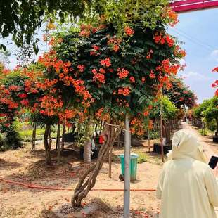 凌霄花树苗多季开特大花爬藤攀援树苗庭院花园地栽耐寒绿化植物
