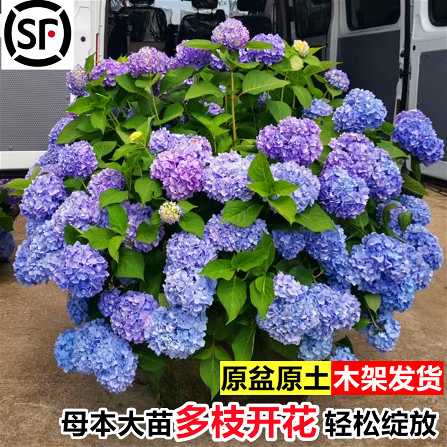 绣球花苗大苗无尽夏别墅庭院八仙花圆锥老桩带花苞开花四季多年生