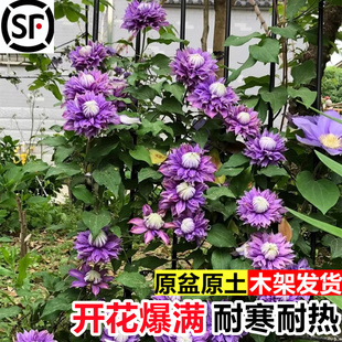 铁线莲花苗带花苞爬藤植物多年生重瓣大花攀援花卉母本老桩大苗