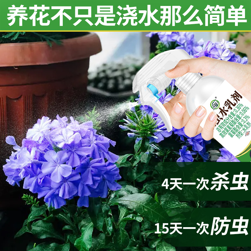 【蓝雪花】花卉杀虫剂不伤植物
