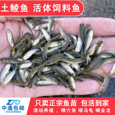 土鲮鱼小鱼苗活体饲料鱼麦穗鱼活鱼喂鳜鱼乌龟喂金龙桂花鲈鱼龟粮