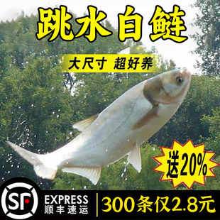 白鲢鱼苗鲢鳙水鲢跳鲢鲢子花鲢鱼苗淡水鱼苗活体草鱼鲤鱼四大家鱼