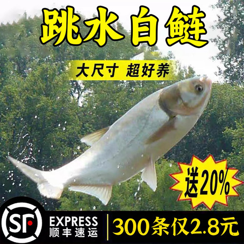 白鲢鱼苗鲢鳙水鲢跳鲢鲢子花鲢鱼苗淡水鱼苗活体草鱼鲤鱼四大家鱼