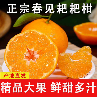 正宗四川春见耙耙柑春见耙耙柑