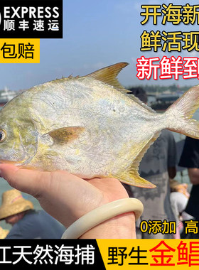 湛江新鲜金鲳鱼海鲜水产鲳鱼平鱼昌鱼深海鱼鱼仔鱼肉冷冻海鲜水产