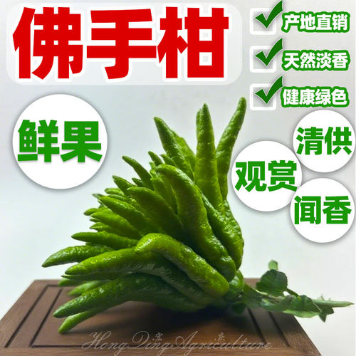 新鲜佛手柑带枝广佛手佛手果摆件观赏闻香食用办公室内水培绿植