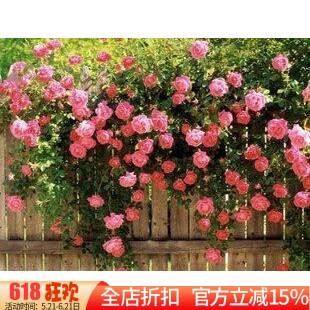 新款精准印花正品dmc花墙十字绣
