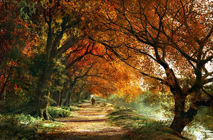 精准印花DMC十字绣正品 新款 包邮 秋天 风景 永远 客厅大画