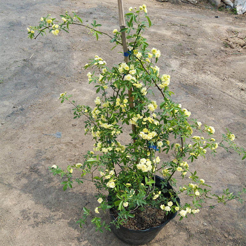 木香花苗爬藤植物浓香带花黄白色盆栽四季香味庭院攀援藤本香味浓