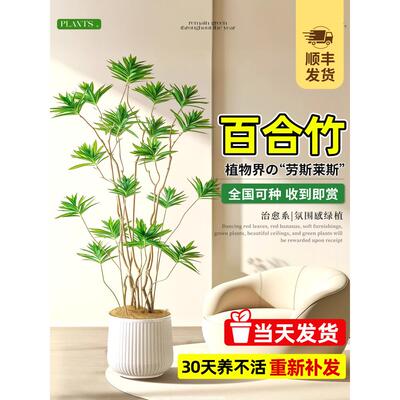 百合竹客厅绿植大型物盆栽