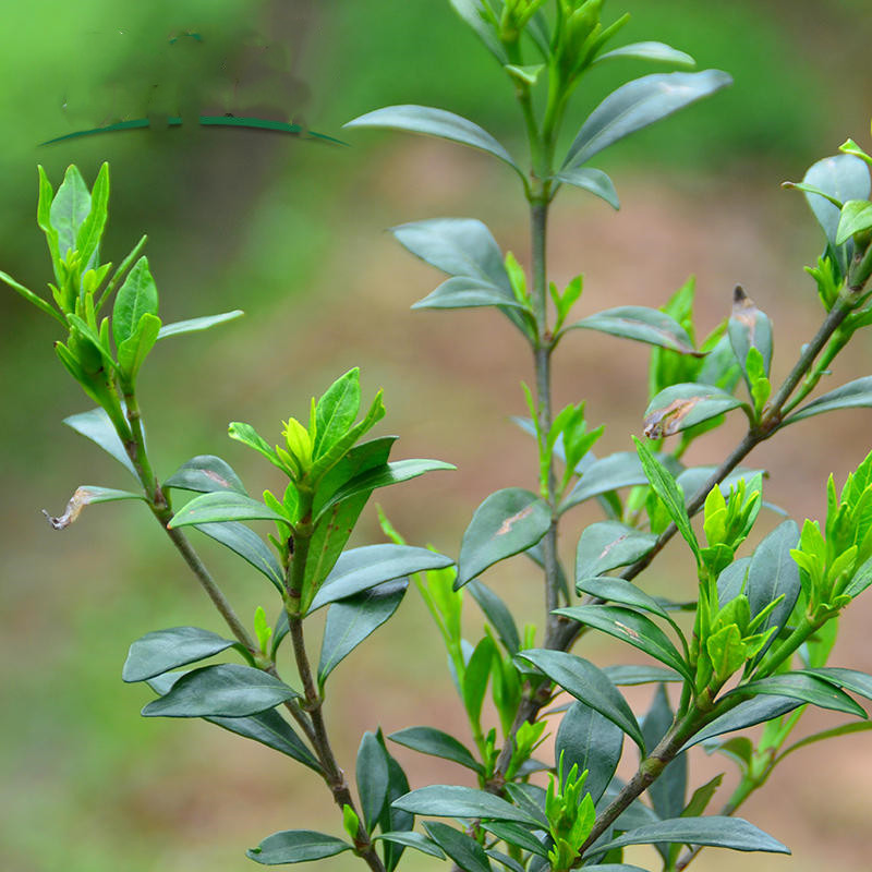 小叶栀子花树苗庭院阳台绿化植物花卉盆栽办公桌绿植四季常青苗木