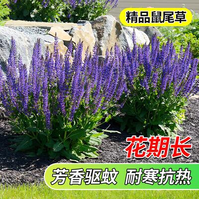 鼠尾草盆栽大苗庭院花卉林