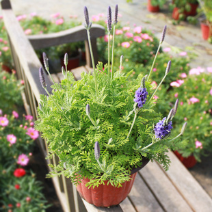 羽叶薰衣草盆栽植物室内花苗净化空气助眠带香味驱蚊观花阳台花卉