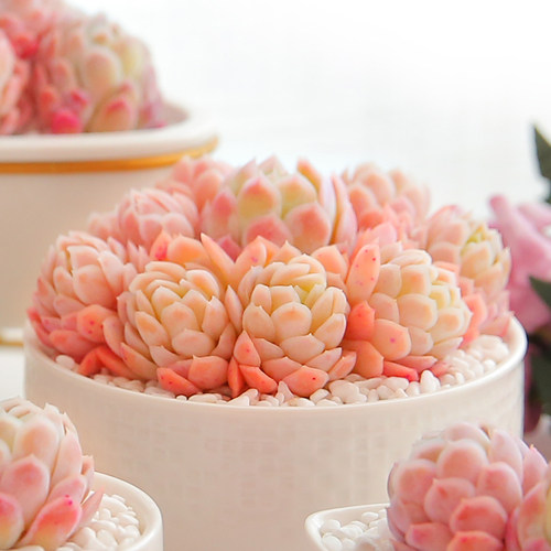 冰梅多肉植物组合盆栽小叶多肉老桩日系肉肉花大多肉群生冰莓多肉 - 封面