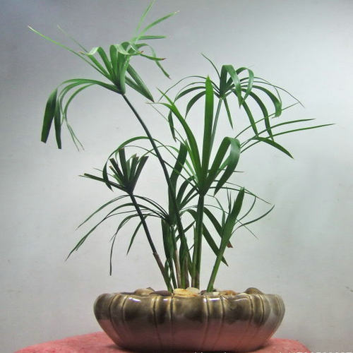 水生水培植物盆栽水池塘旱伞草