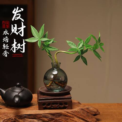 发财树室内桌面水培好养四季常青