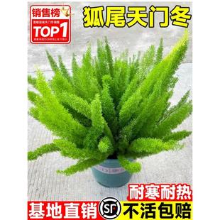 狐尾天门冬盆栽大苗阳台庭院室内外四季常青耐热九尾狐真花卉植物