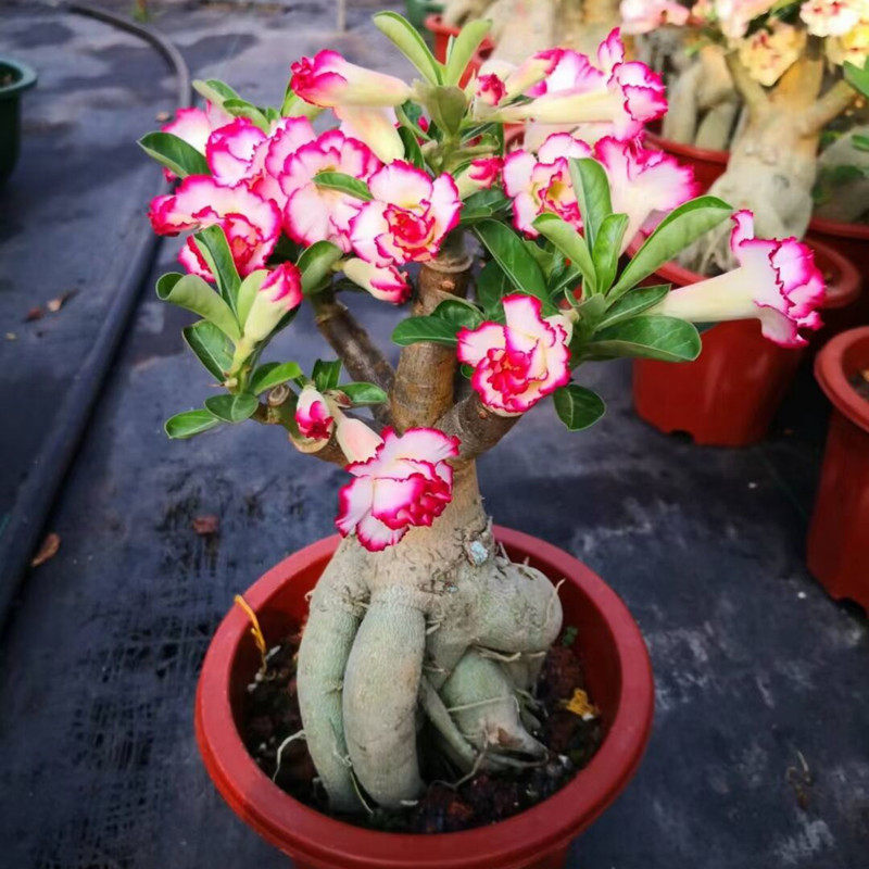 重瓣沙漠玫瑰盆栽老桩四季开花不断好养室内阳台花卉绿植盆景多肉