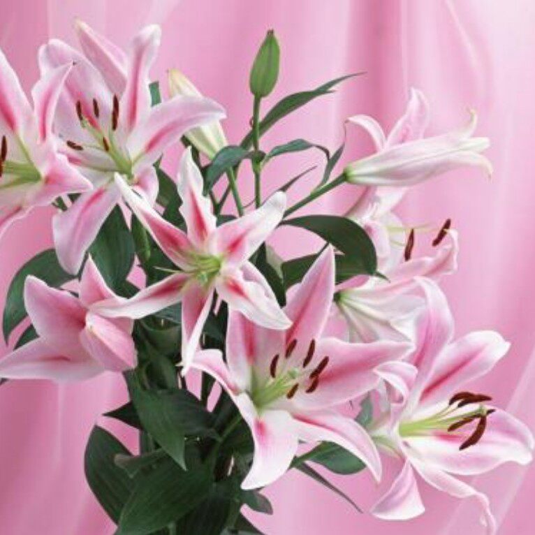 香水百合花种球四季开花好养易活盆栽植物室内室外小绿植花卉种子