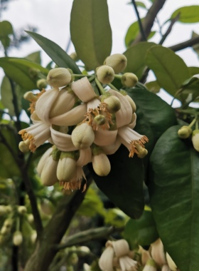 2026年柚子花鲜花 现采现发顺丰到付 柚子花茶  精油纯露 原材料