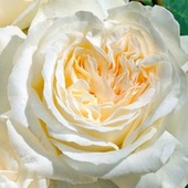 月季 新品 伊琳娜 花苗德国大花灌木浓香多头切花玫瑰阳台庭院盆栽