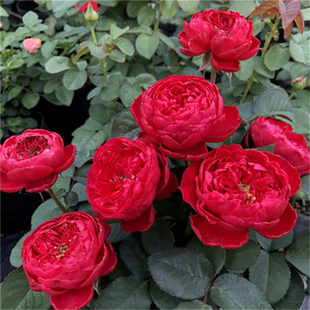 茶花女 灌木月季扦插花苗深红色切花品种多季勤花庭院露台盆栽