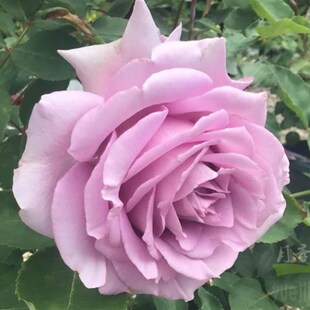 新品 夜来香 月季花苗 河本纯子大花浓香灌木蓝紫色庭院阳台盆栽