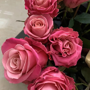 赫默莎/赫默兹/爱玛莎月季花苗大花灌木盆栽阳台切花玫瑰庭院地栽