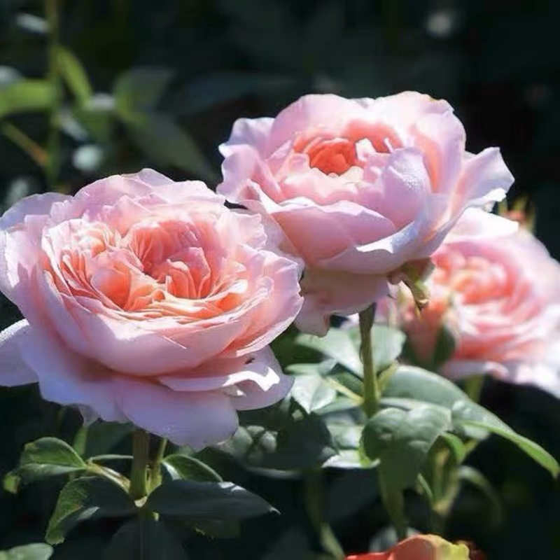 安索菲比克/碧克 月季花苗 法国马萨德吉洛月季 大花灌木中香勤花